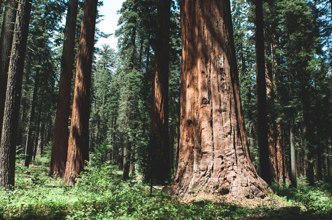 Beautiful Grove